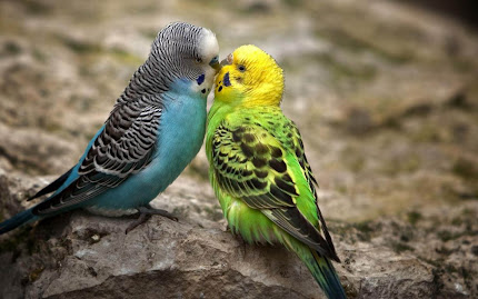gambar burung romantis, burung saling cinta