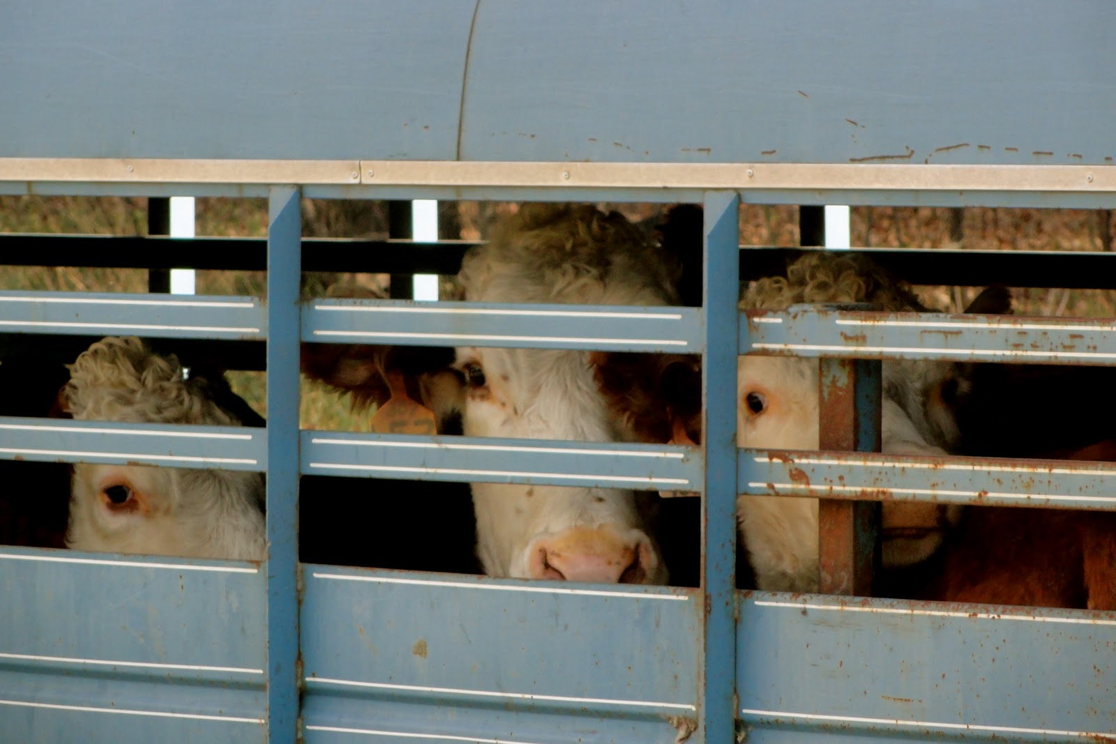 Griggs Dakota Loading Cattle