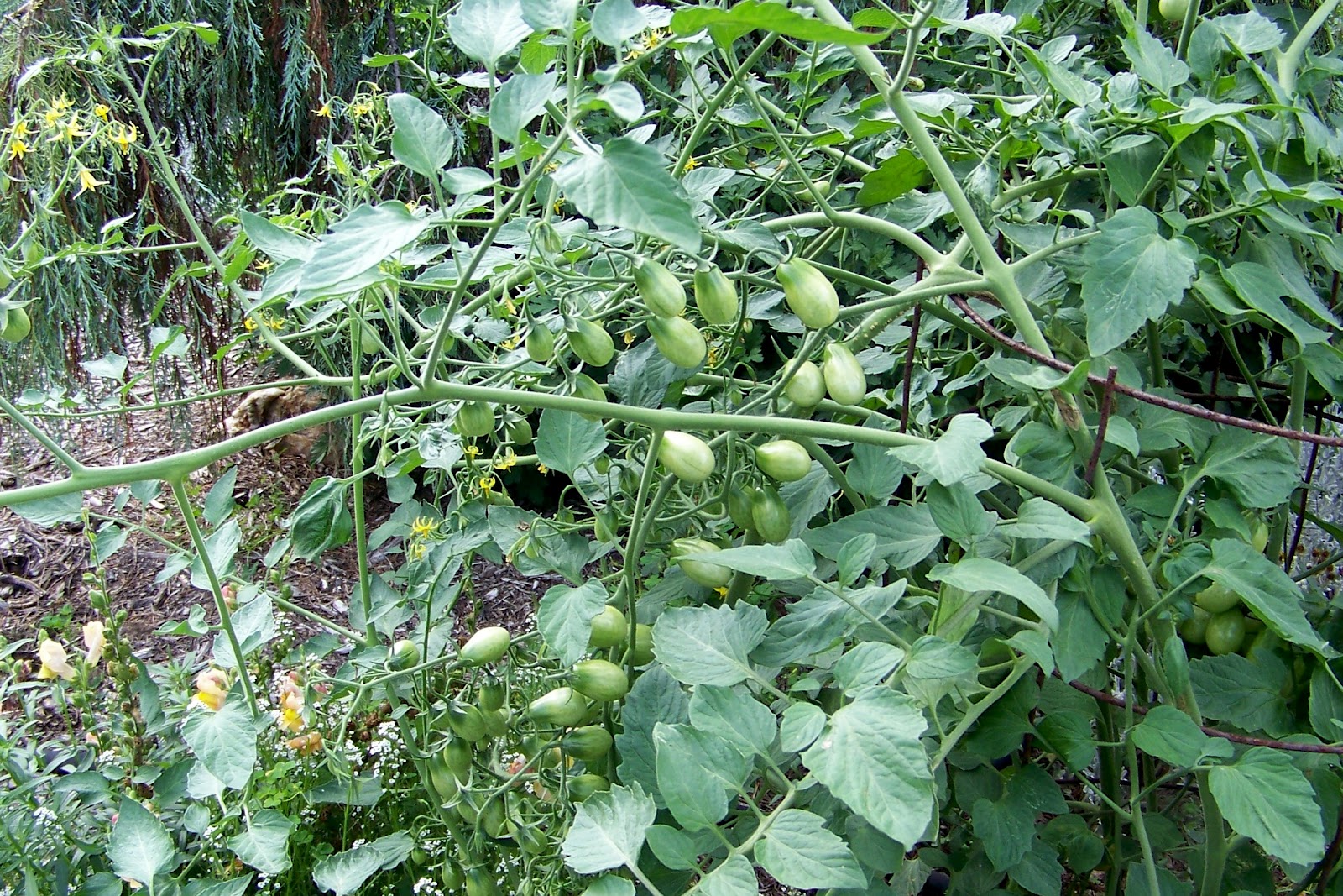 Image Result For Ggarden Image Result For Ggarden