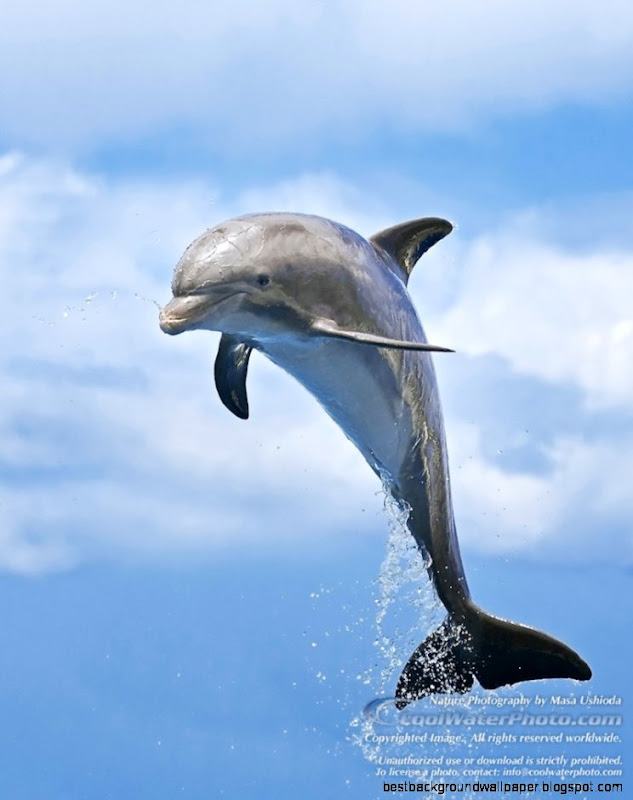 Common Bottlenose Dolphin   Images  Masa Ushioda Common Bottlenose Dolphin   Images  Masa Ushioda