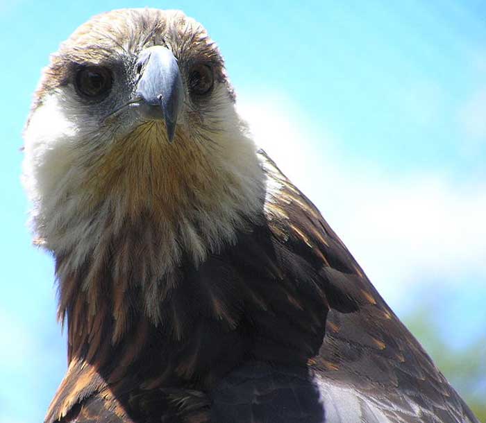 Flying Animal Haliaeetus vociferoides