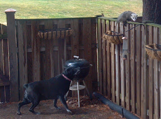 dog barking at opossum on fence
