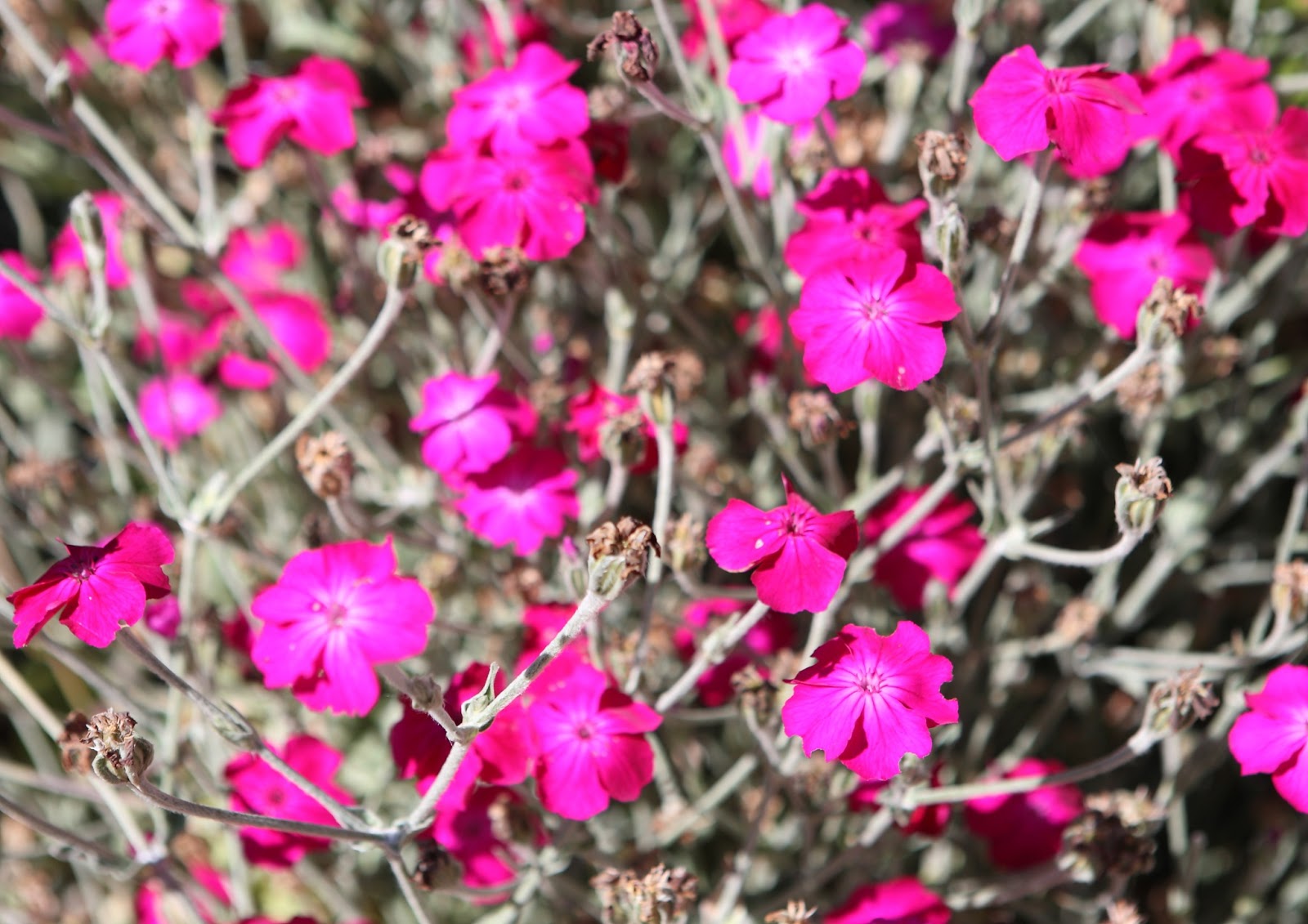 a new day, a new photo Flowers of Tasmania