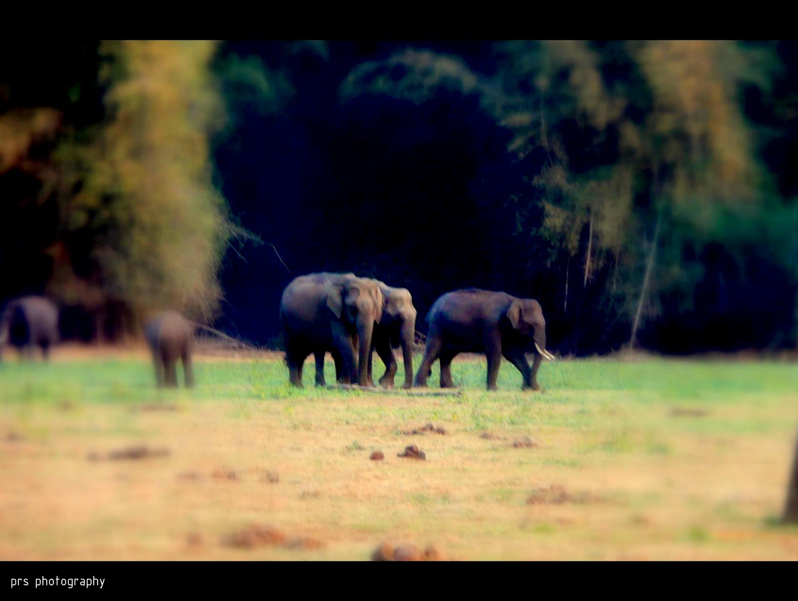 prs photography ! Bandipur National Park ..The best habitat for Asian