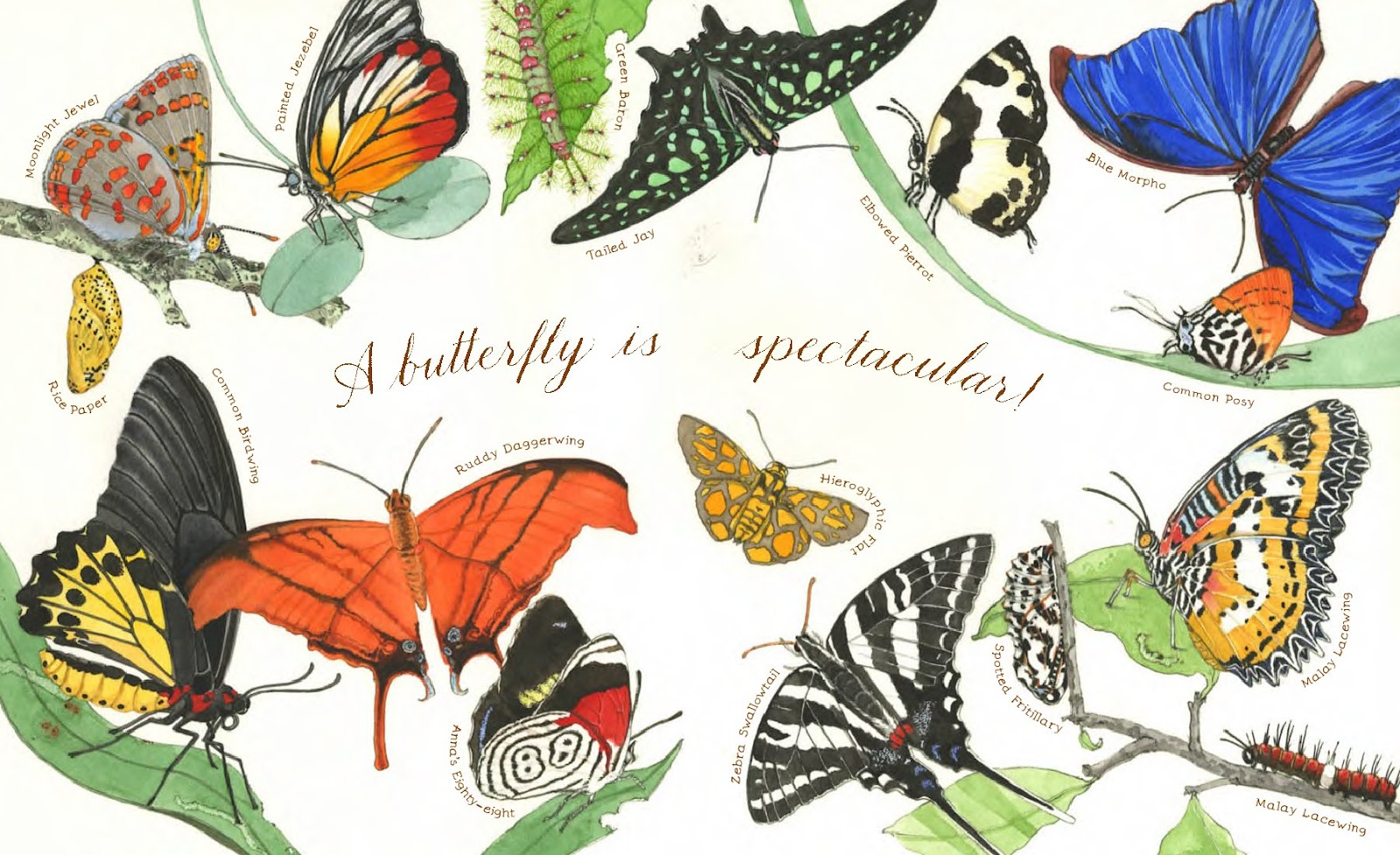 Read Me A Story A Butterfly is Patient