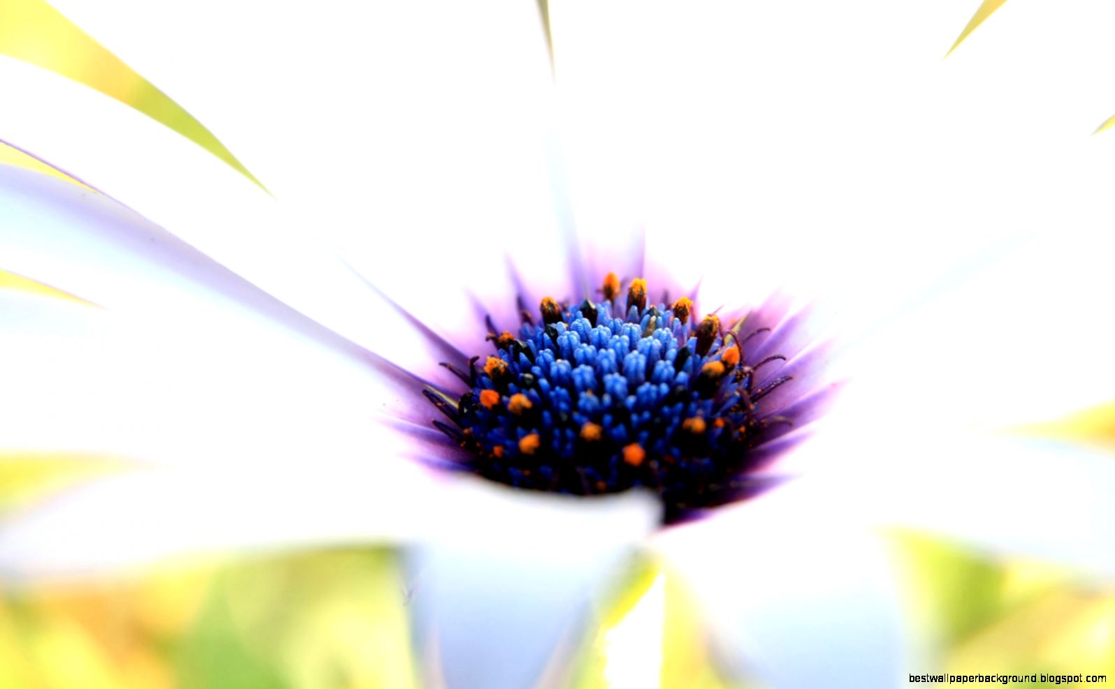 White Flower Macro Wallpaper Flowers Nature Wallpapers in jpg White Flower Macro Wallpaper Flowers Nature Wallpapers in jpg