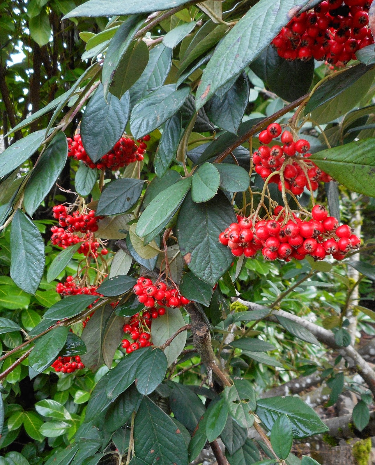 The Outlaw Gardener Pernettya Mucronata My Favorite Plant In The