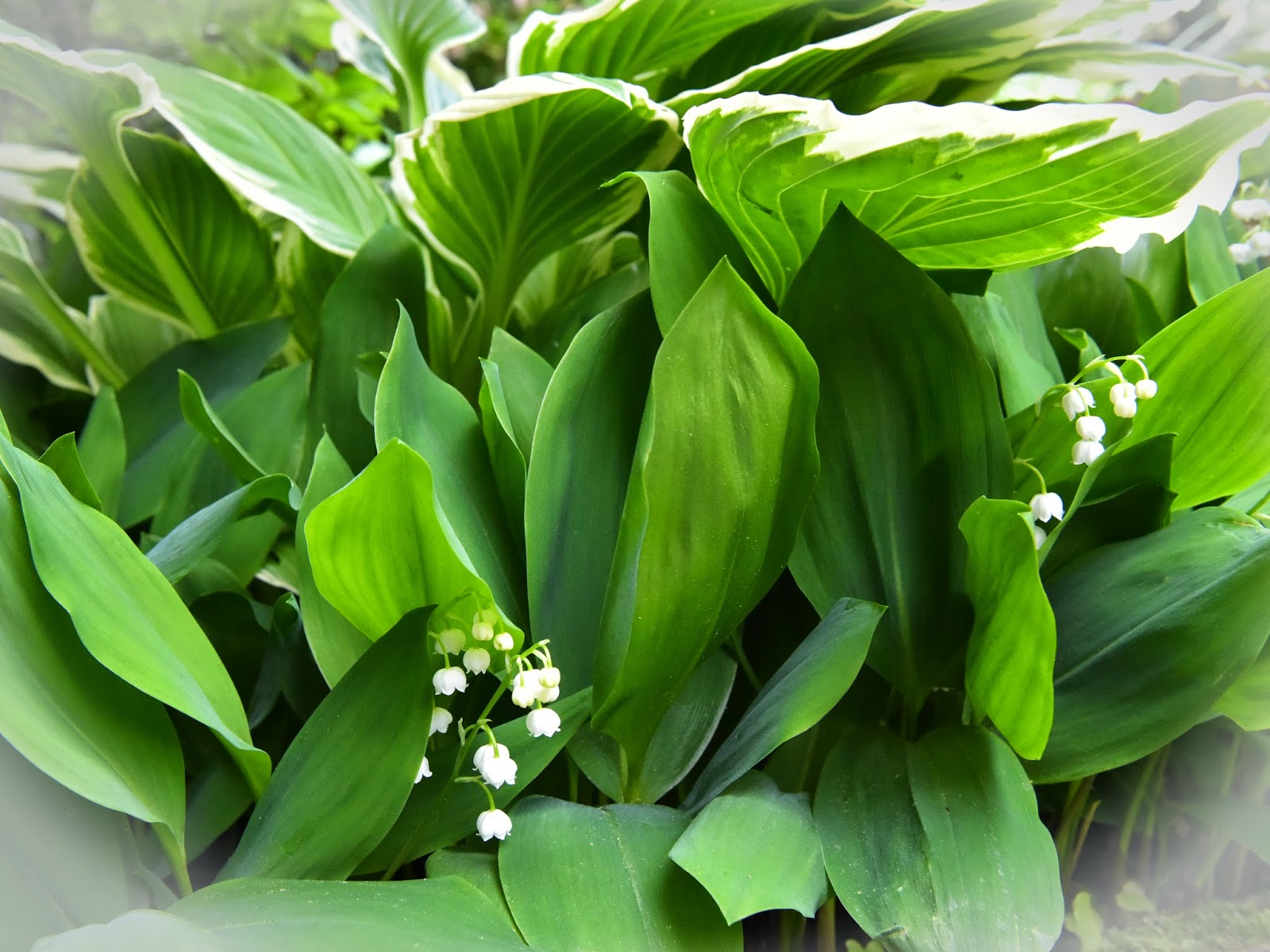 Choisya Ternata Uk Stock Photos Choisya Ternata Uk Stock Images