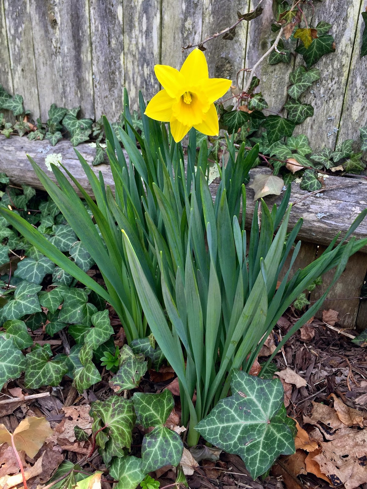 SHINY THINGS How to Divide Spring Bulbs