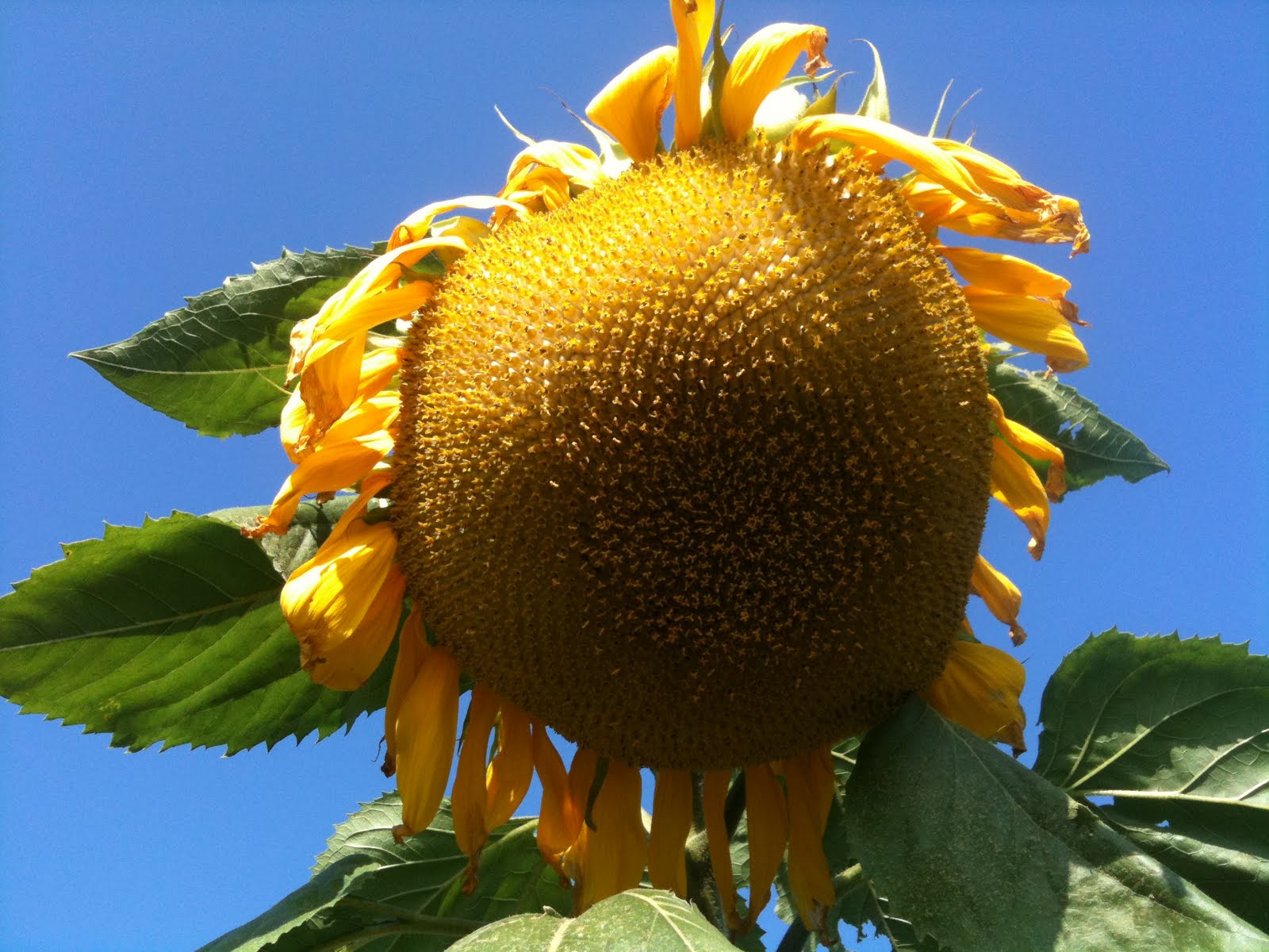 Sal the Sunflower is fully grown