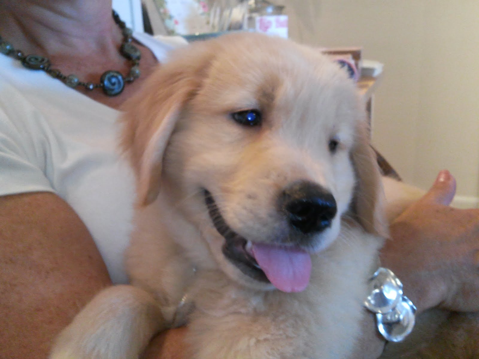 World Cutest Puppies