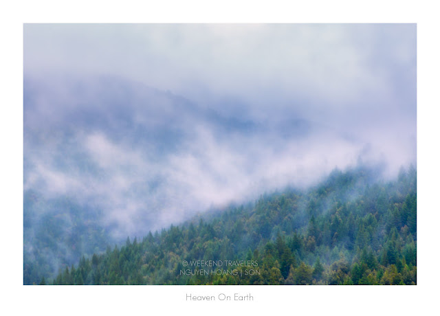 Foggy Redwood in mountain