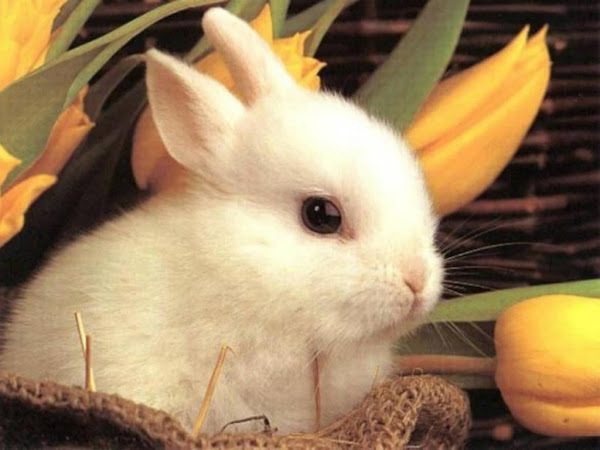 Cute Easter Bunny