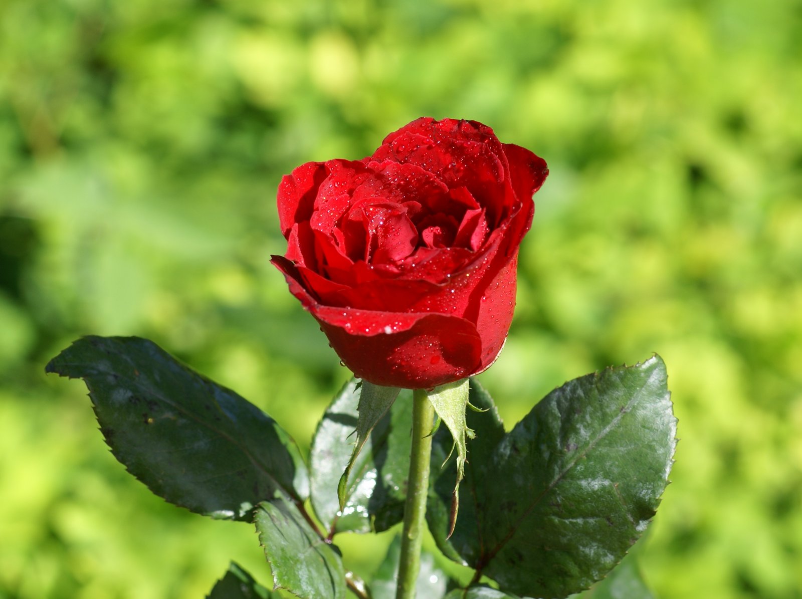 Resultado de imagen para flores hermosas
