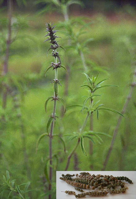 Schizonepeta tenuifolia Briq. (Fam. Laminaceae)