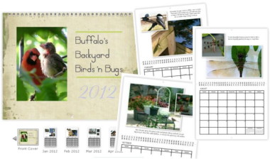 Order your 2012 Buffalo Birds n' Bugs Wall Calendar!