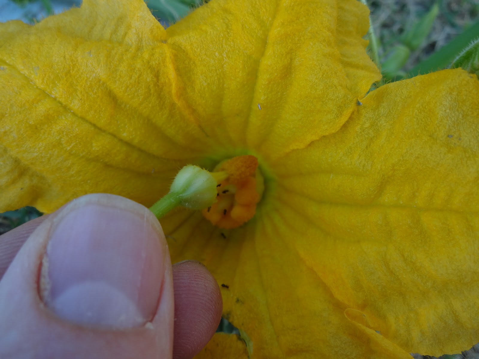 The Scientific Gardener Hand Pollinating Squash