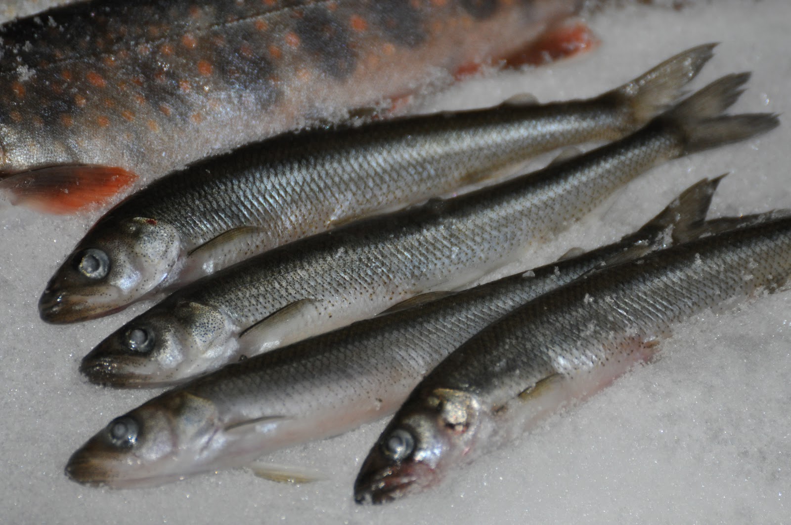 Корюшка Рыба Фото Где Водится – Telegraph