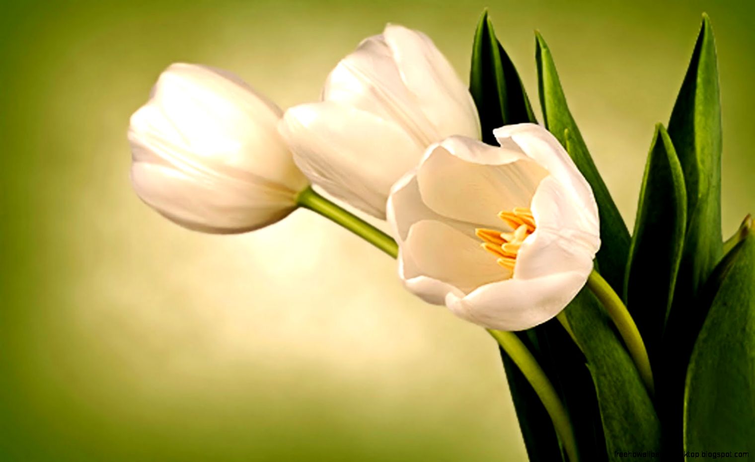 White Tulips HD Images White Tulips HD Images