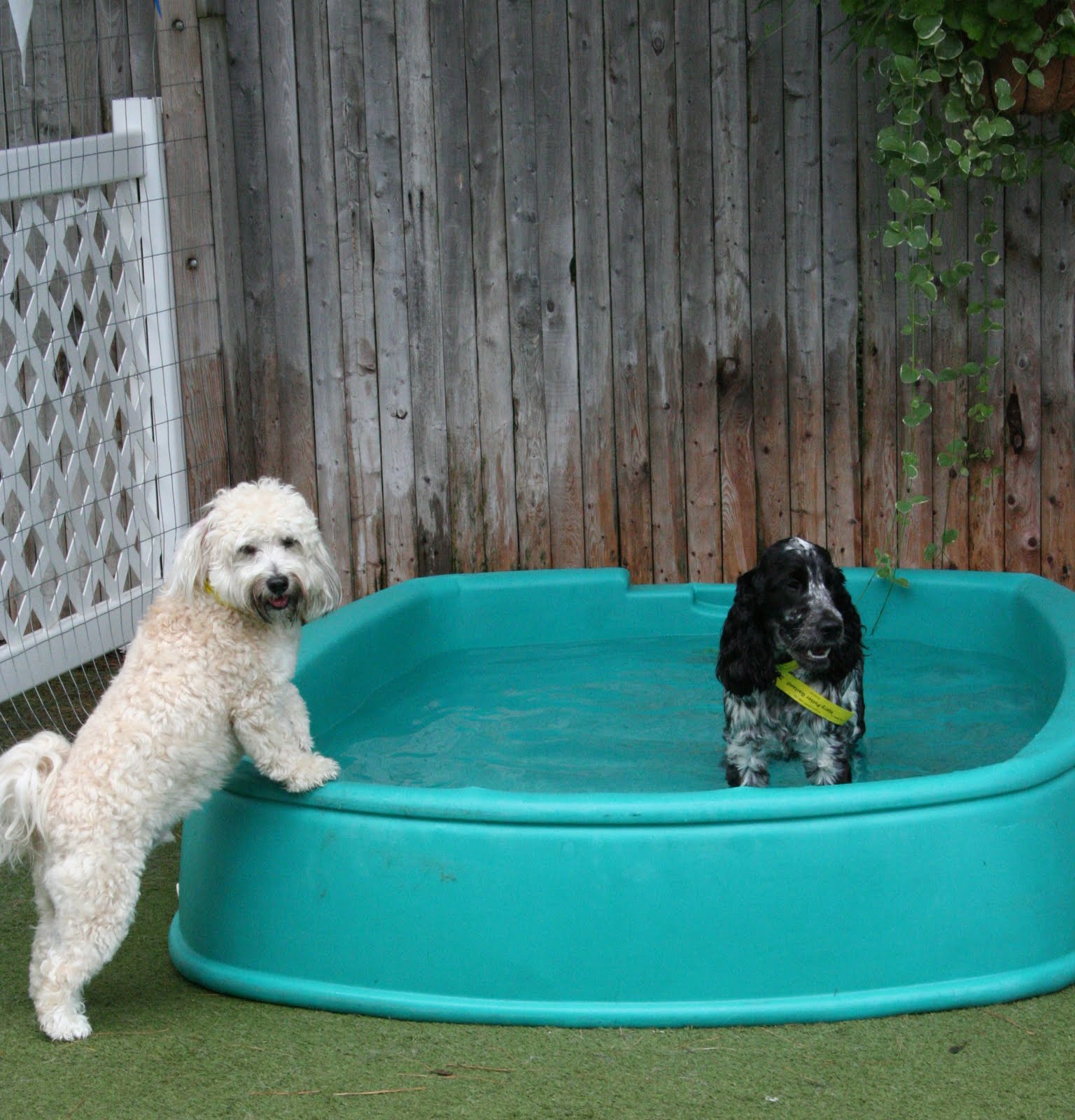 Dog Wading Pool