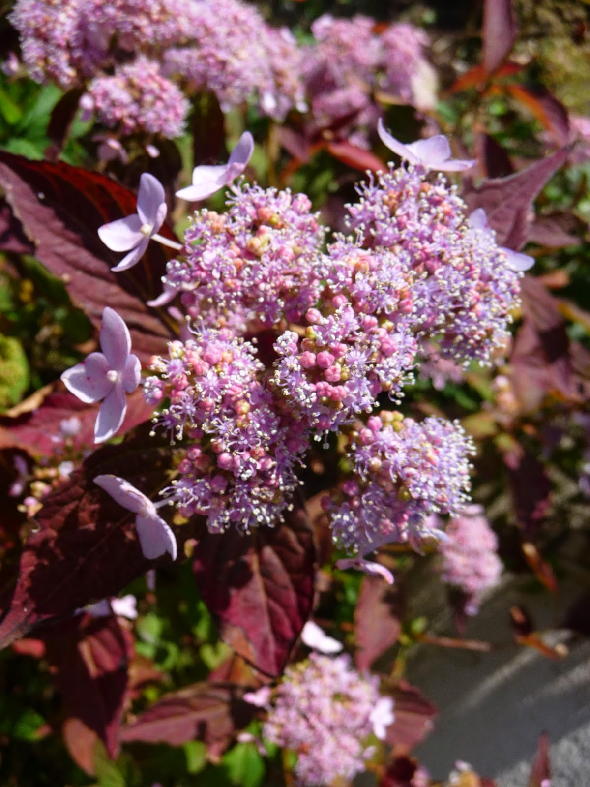 Jardin D Auvergne Quelques Fleurs