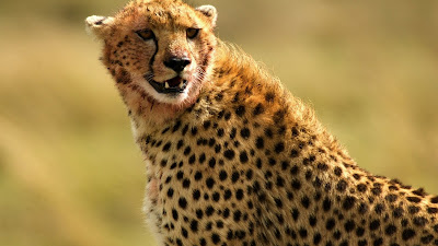 Photo Harimau, Singa Dan Cheetah, Di Alam Liar