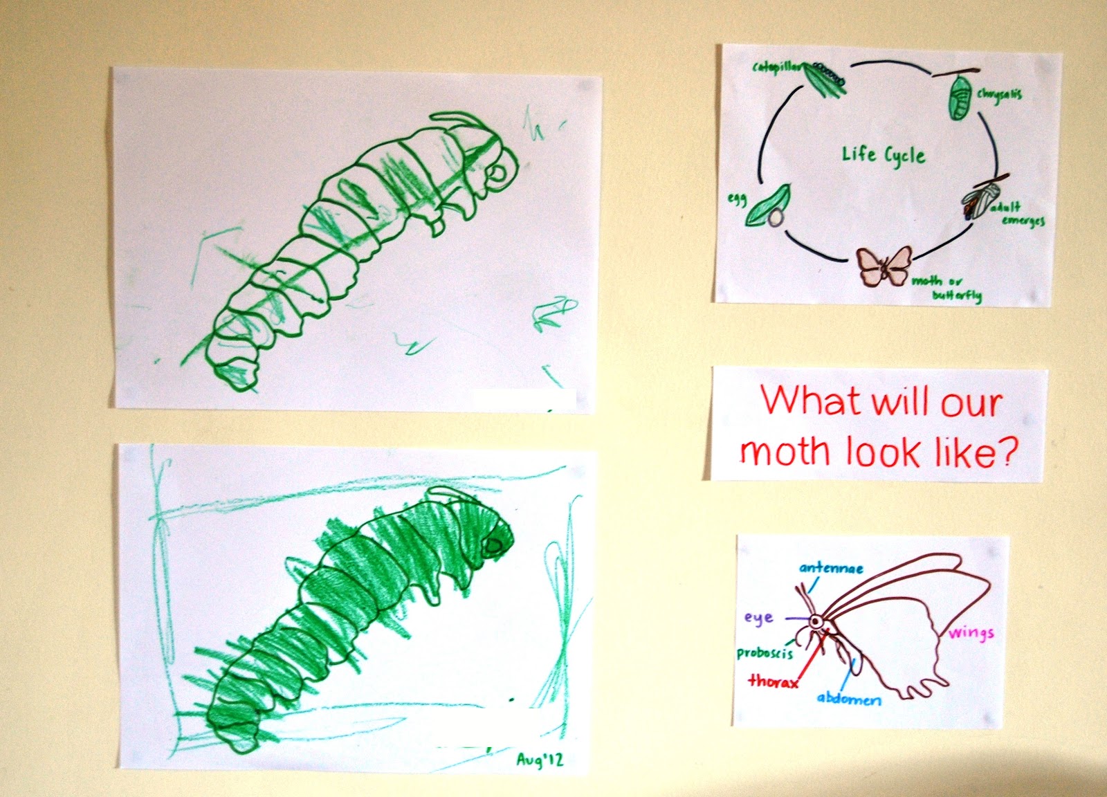 A Little Learning For Two Caterpillar Habitat