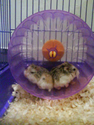 My hamsters :')♥