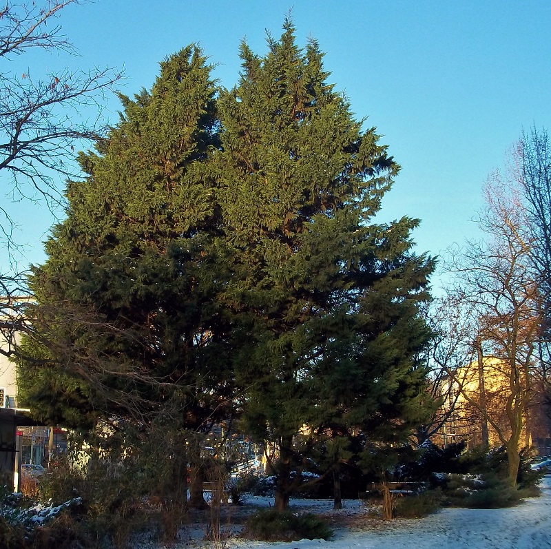BGFAS Botanischer Garten BerlinLichtenberg Frankfurter