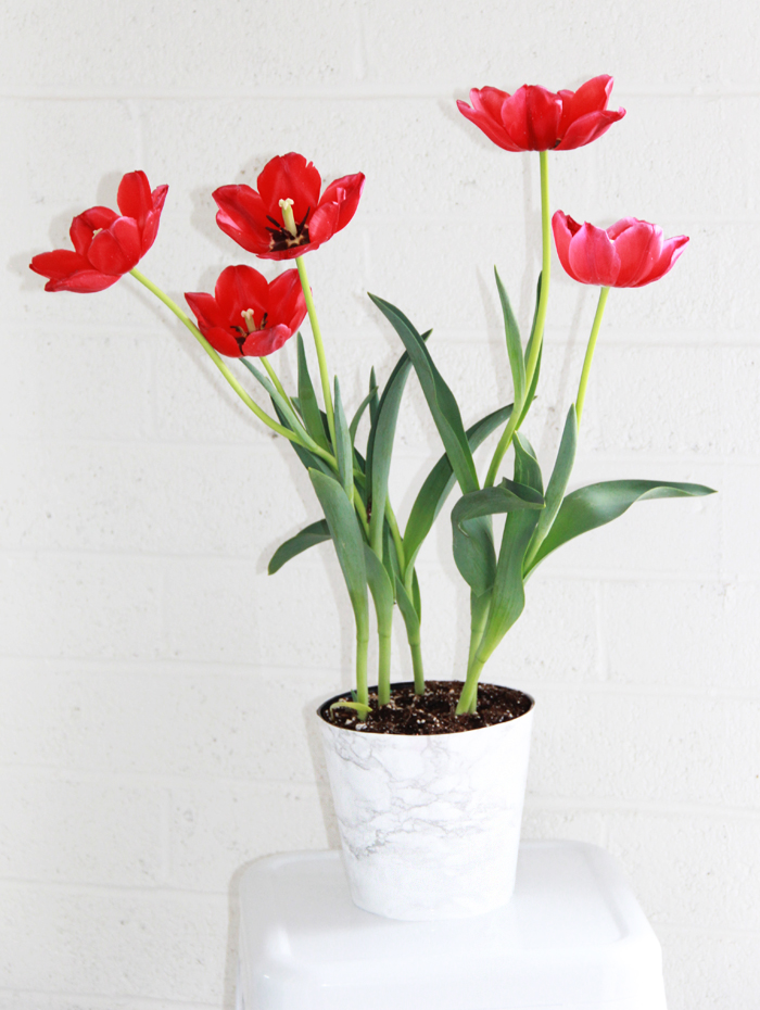 A Bubbly Life DIY Faux Marble Plant Pot