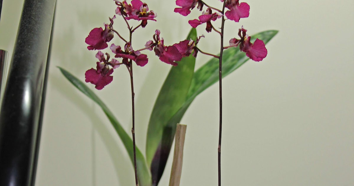 Maria's Orchids Growing orchids in live moss