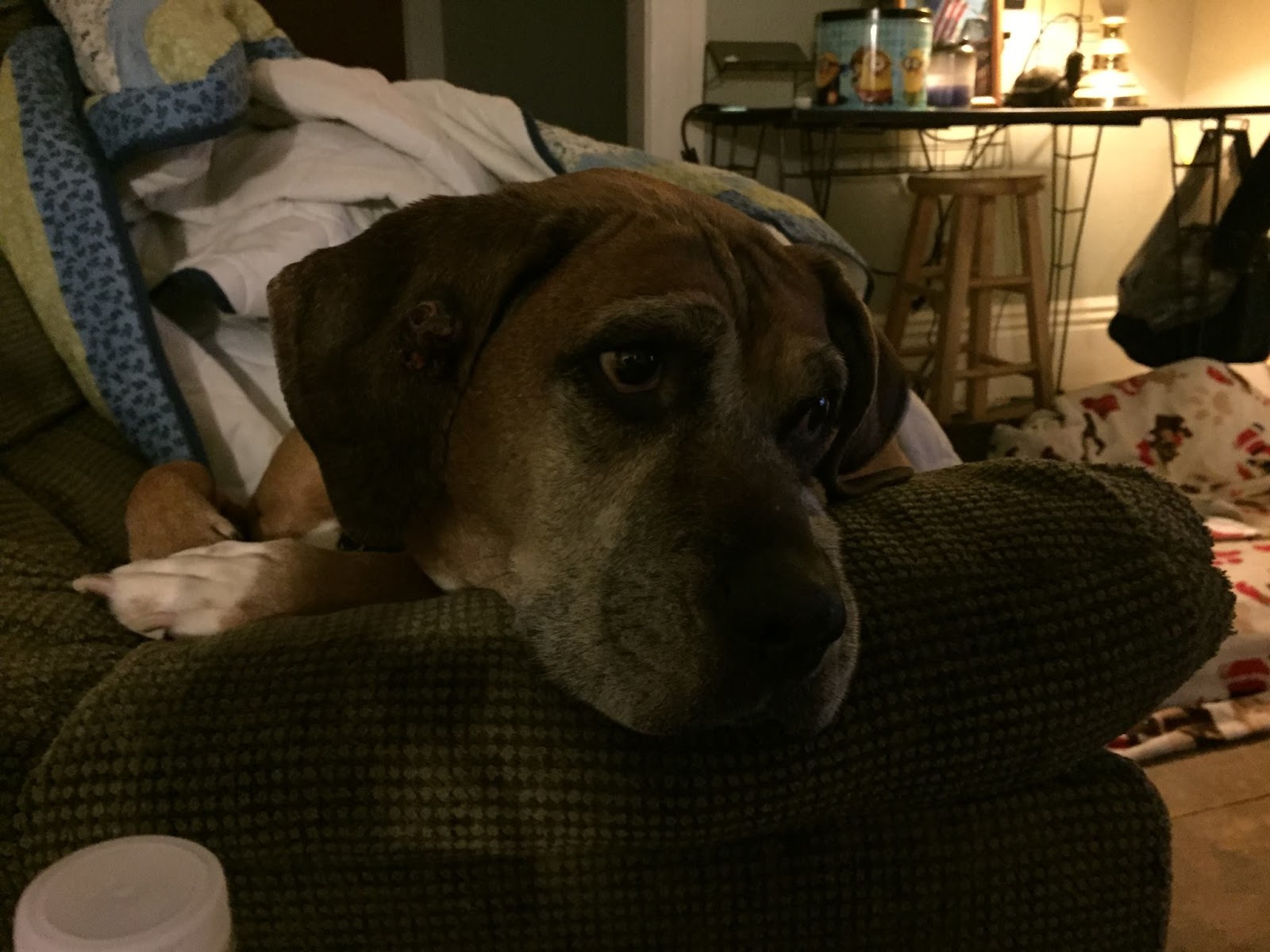 Moments of Introspection Camera Critters Random Shelby Photos