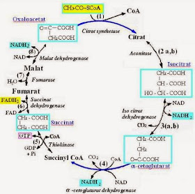 Chu trình Acid Citric - Tài liệu ôn thi Bác sĩ Nội trú môn Hóa sinh Đại học Y Hà Nội