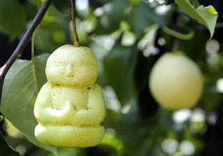 Buddha Shaped Pears  