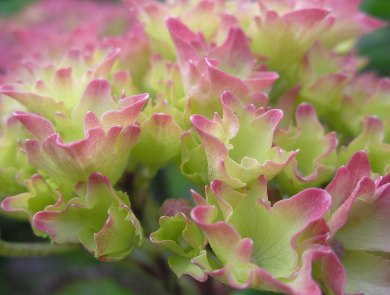 Best Flower S Care Hydrangea