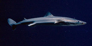 spiny dogfish