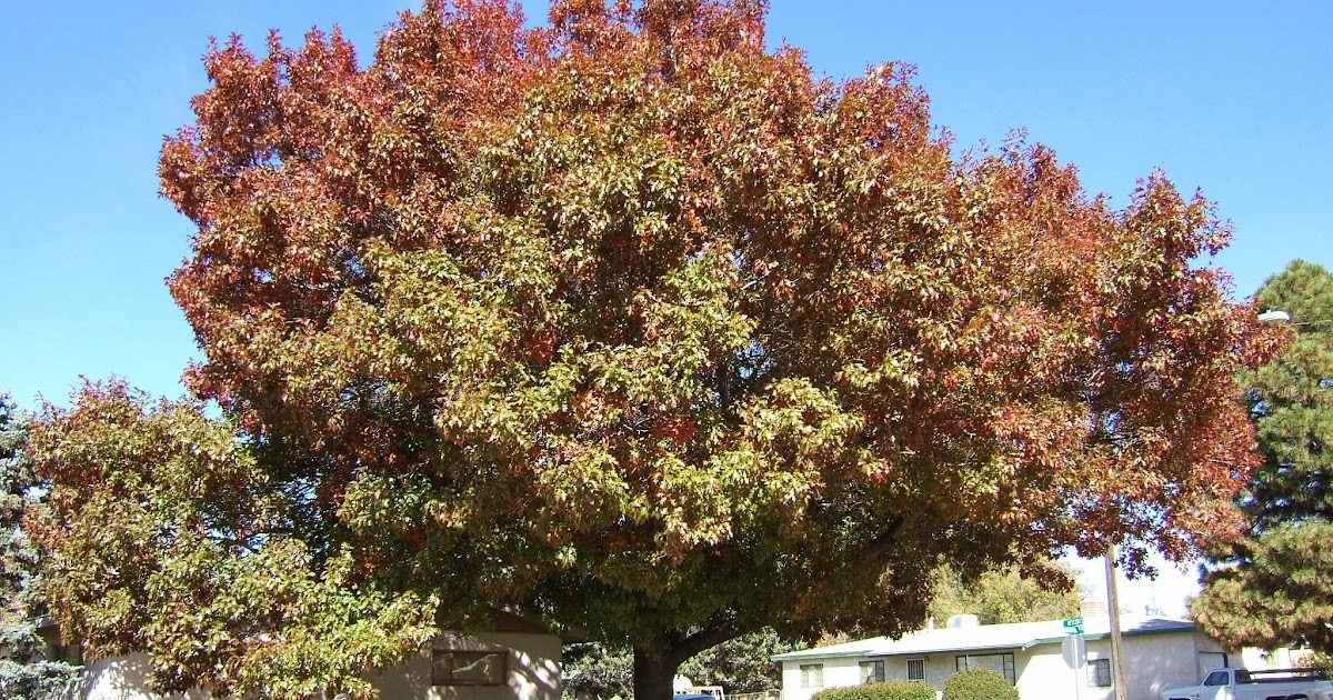 Trees That Please is a New Mexico Tree Nursery..