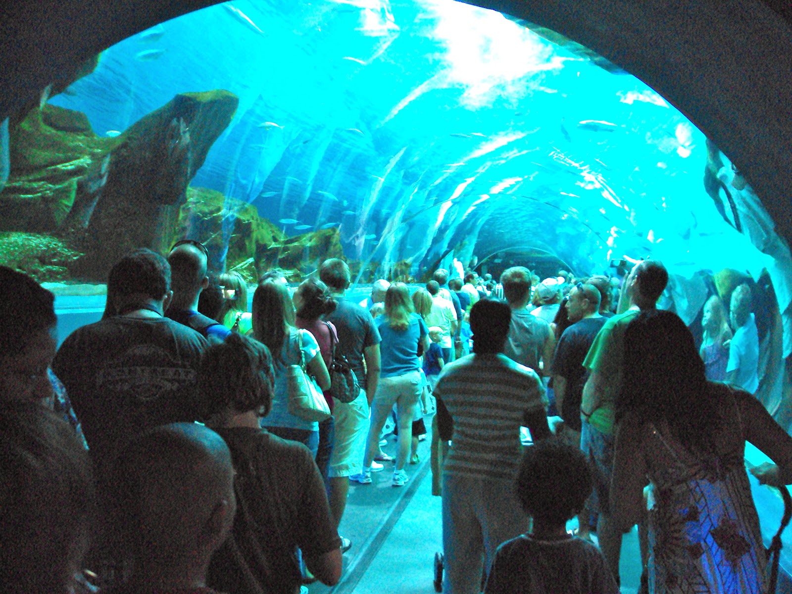 The Aquarium A Whale Shark of a Good Time The World of Deej