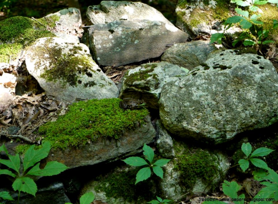Little Japanese Gardens Moss Rocks Stone Work Little Japanese Gardens Moss Rocks Stone Work