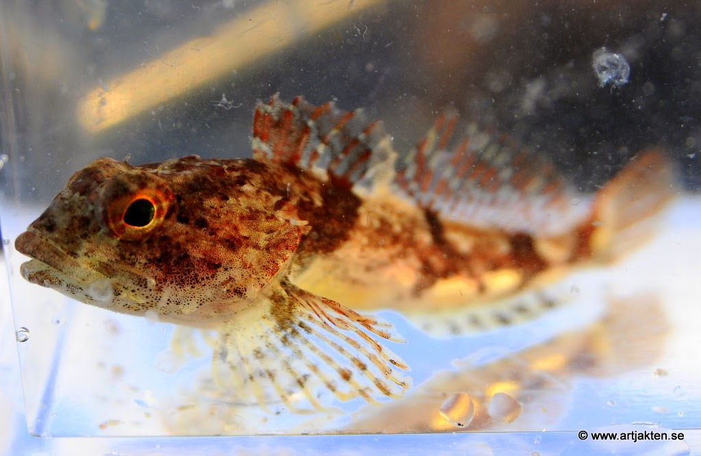 gratis dejting för gifta kvinnor