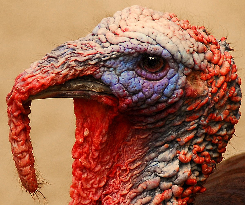The Science Behind Turkey Time