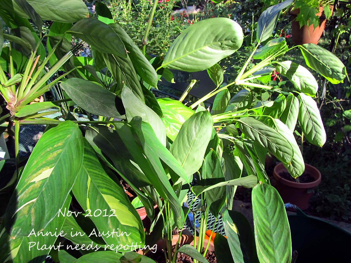 The Transplantable Rose When A Ginger Is Just A Ginger