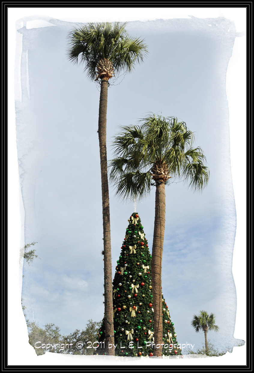 Ocala, Central Florida & Beyond The Three Trees downtown Ocala