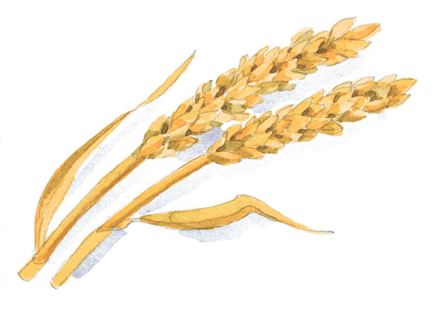 Ingredients 101 Hydrolyzed Wheat Protein Curlynikki Natural