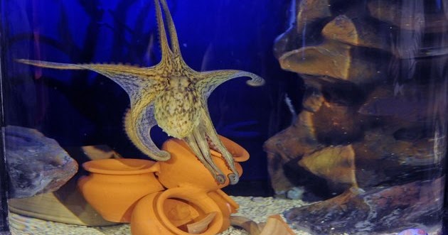 Euro 2012 predictions from the animal world.