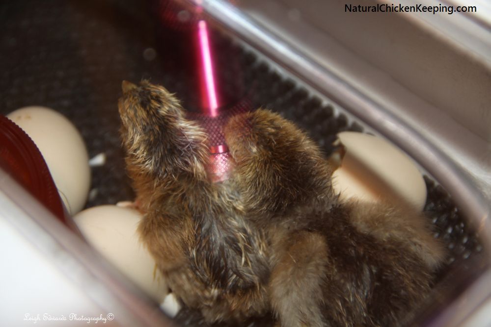 Natural Chicken Keeping Shrink Wrapped or Sticky Chicks? Why Chicks