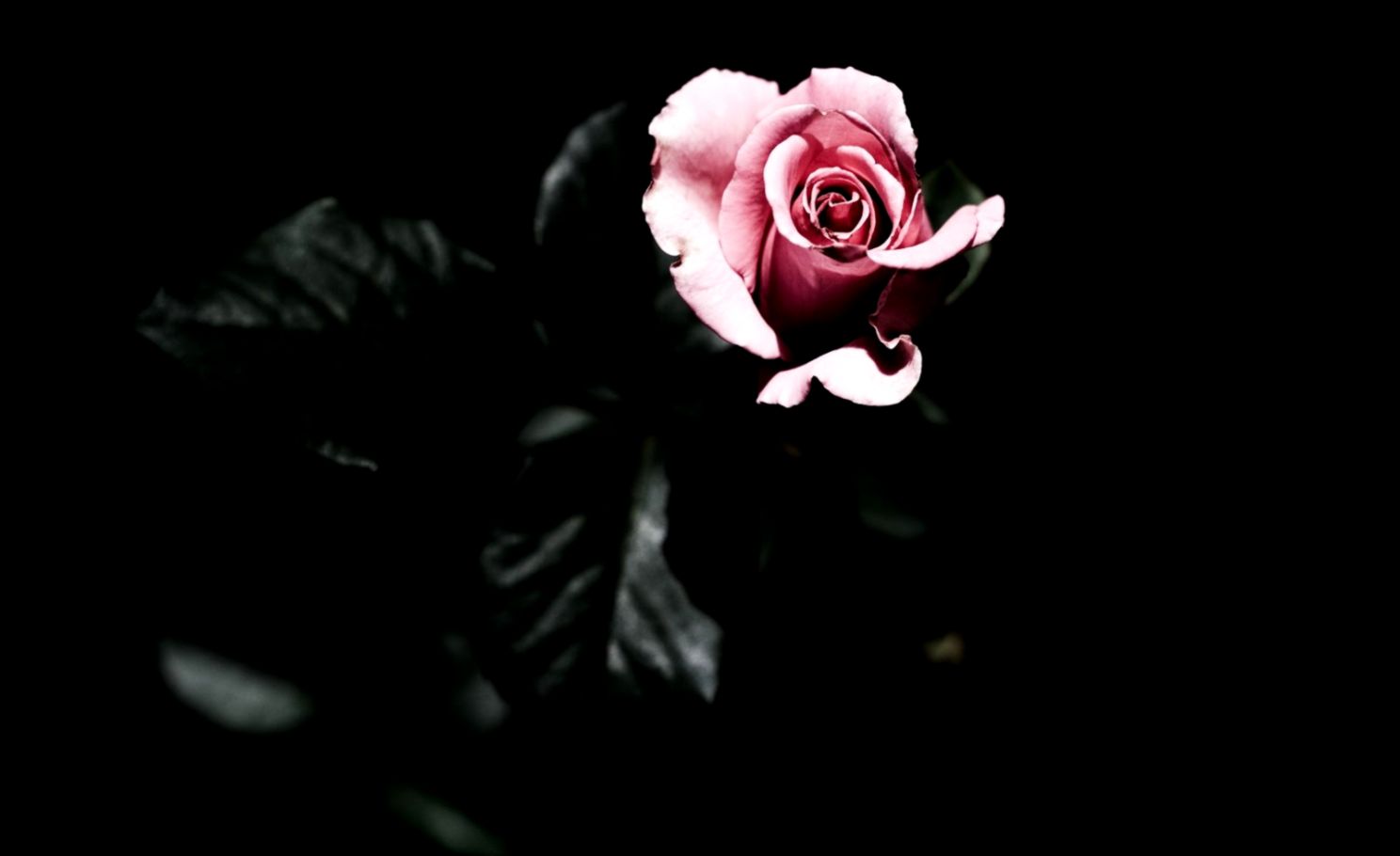 Dark Rose Wallpapers Dark Rose Wallpapers