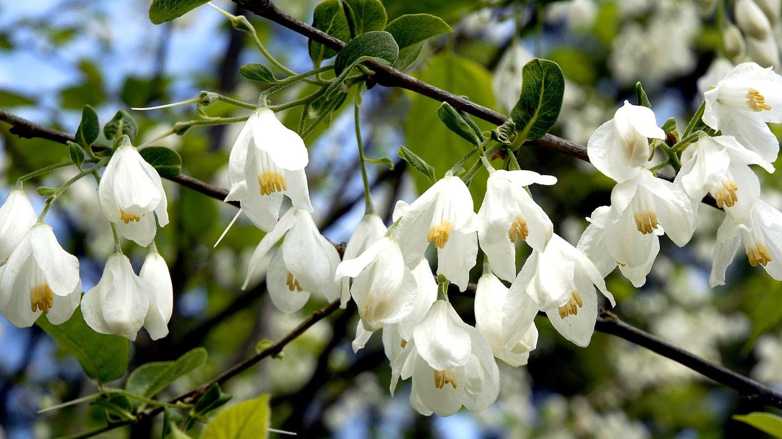 White Flowers Birmingham Flower Choices