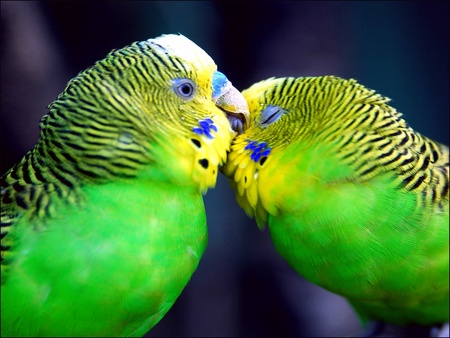 Lovebirdswallpaper