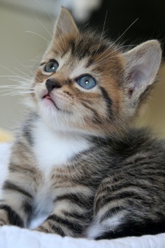 Adorable little kitten